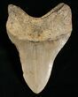 Megalodon Tooth - Carolinas #4986-2